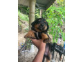 rottweilerxpompek-puppies-small-1
