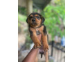 rottweilerxpompek-puppies-small-0
