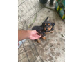rottweilerxpompek-puppies-small-2