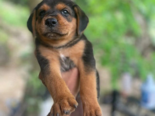 rottweilerxpompek-puppies