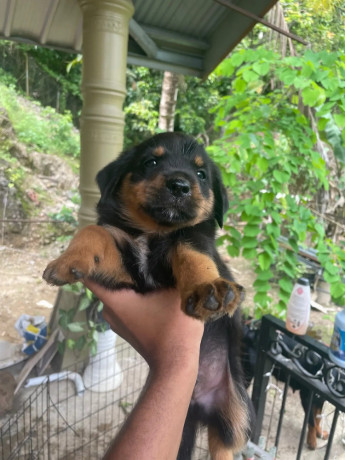 rottweilerxpompek-puppies-big-1