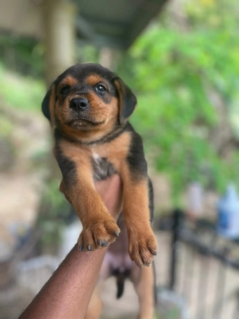 rottweilerxpompek-puppies-big-0