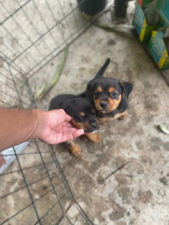 rottweilerxpompek-puppies-big-2